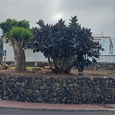 Hibisco * Los Realejos